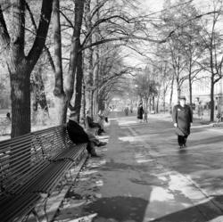 Studenterlunden. Mai 1954