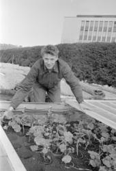 Sogn gartneri. Kjell Olsen med pelargonia. Mars 1971