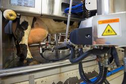 Mjølkerobot. Robot for mjølking av kyr. Storfe. Melking. Mel