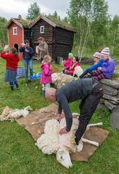 Fra "Fløttdagen" på Dølmotunet 2016, Tolga, Hedmark. Musea i