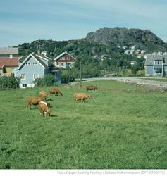 Kjerjanesveien og Vågsgaten sett fra Hafsøyveien