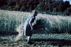 Kvinne som arbeider i kornåker