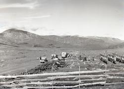 Reinslakt på Valdresflya.