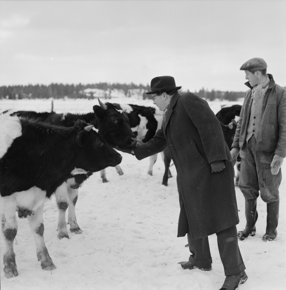 Hushållningssällskapet - "Göran Knutsson med stutar på Västberga gård i Ålandsdal", Uppland 1962