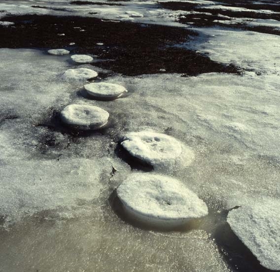 Upphöjda älgspår av is, våren 1982.