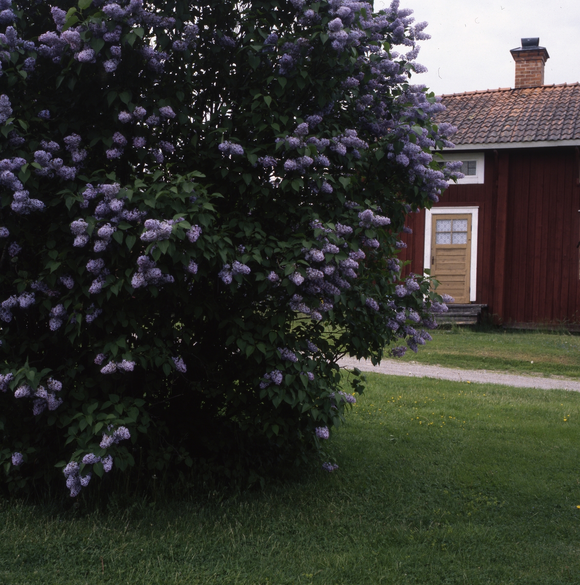 "Lannbonns" lillstuga, Rengsjö juni 1999.