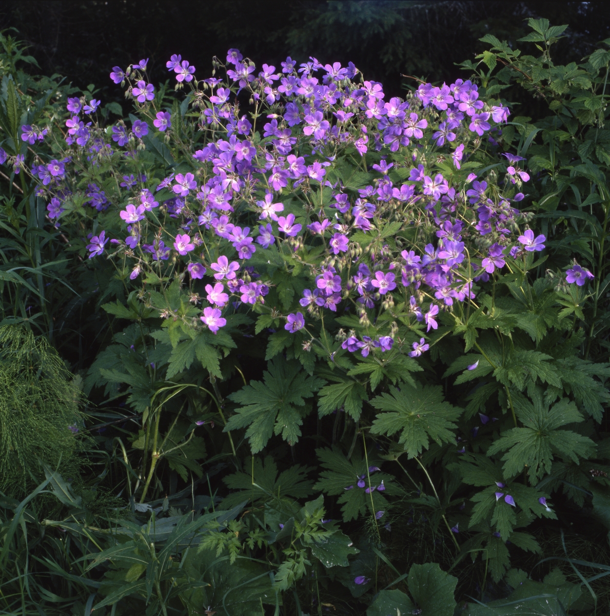 En tuva med midsommarblomster, 28 juni 2000. - Hälsinglands Museum ...