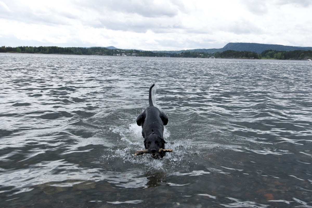 Hunden Chico på tur henter en pinne som er kastet ut i vannet.