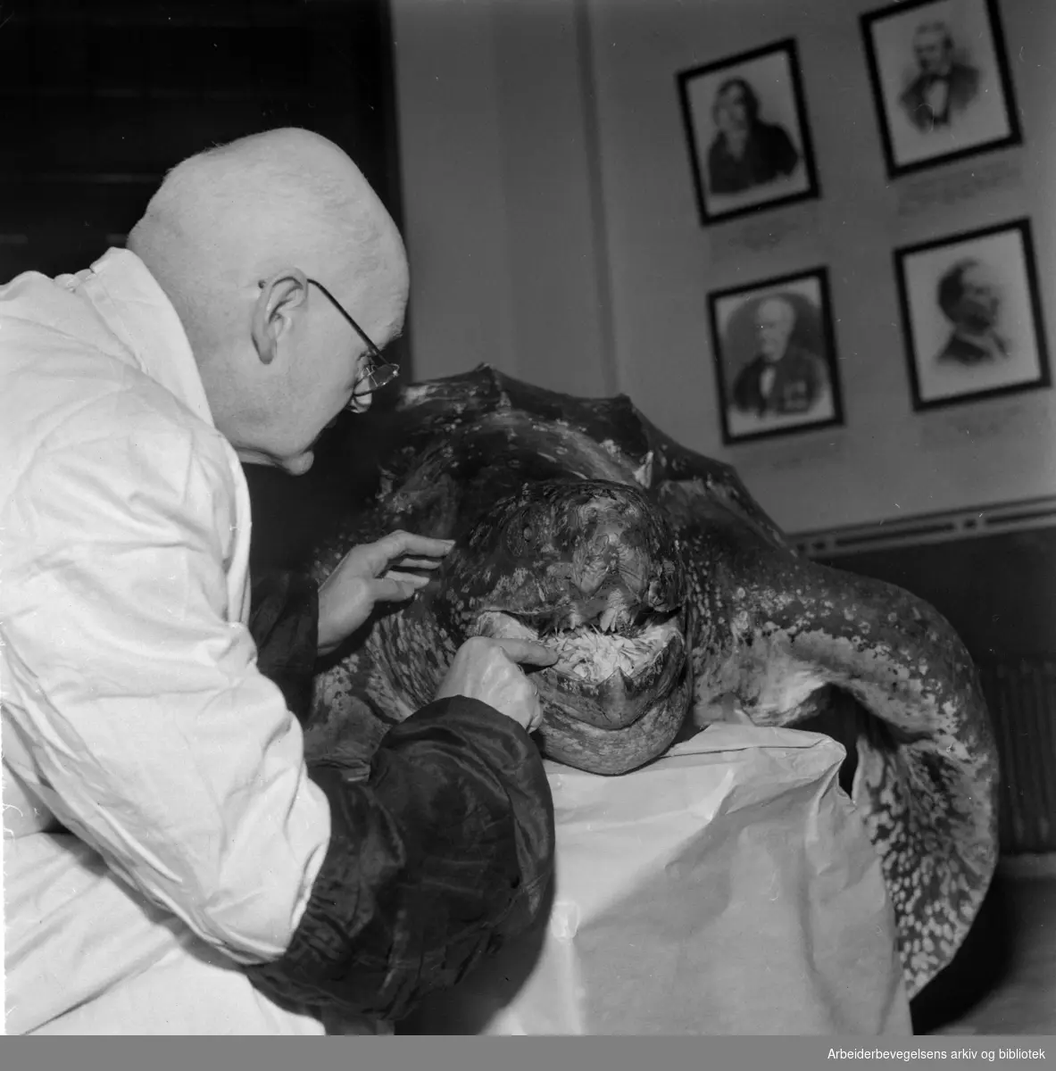 Zoologisk Museum. Kjempeskilpadde på Tøyen. Januar 1959