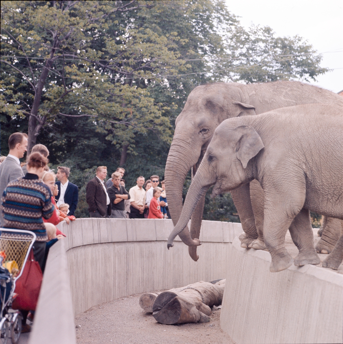 Den unga Asiatiska elefanten Nika i förgrunden vid elefanthuset på Skansen. Barn och vuxna besökare.