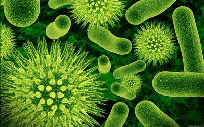 Virus og bakterier. Foto/Photo