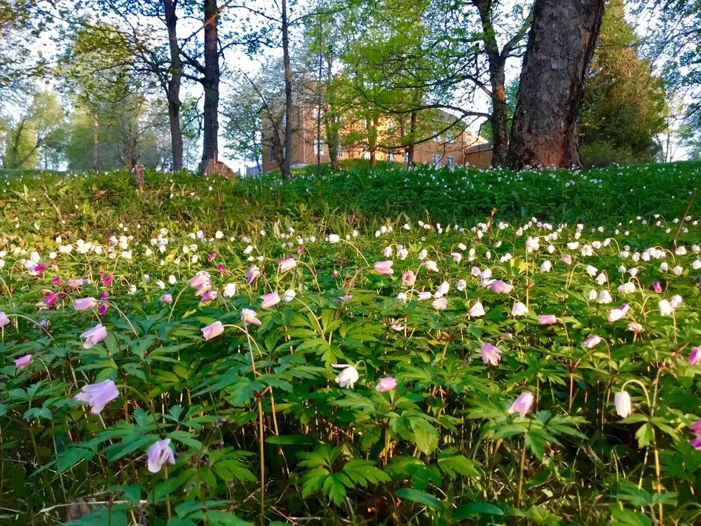 Vårmorgen Stenberg