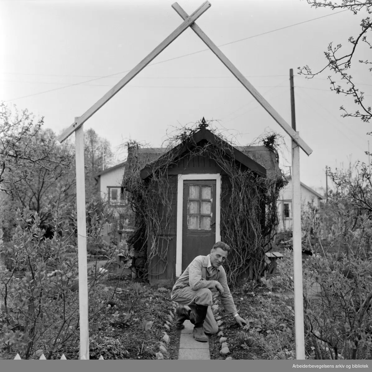 Hjemmets Kolonihage på Bjølsen. Mai 1961