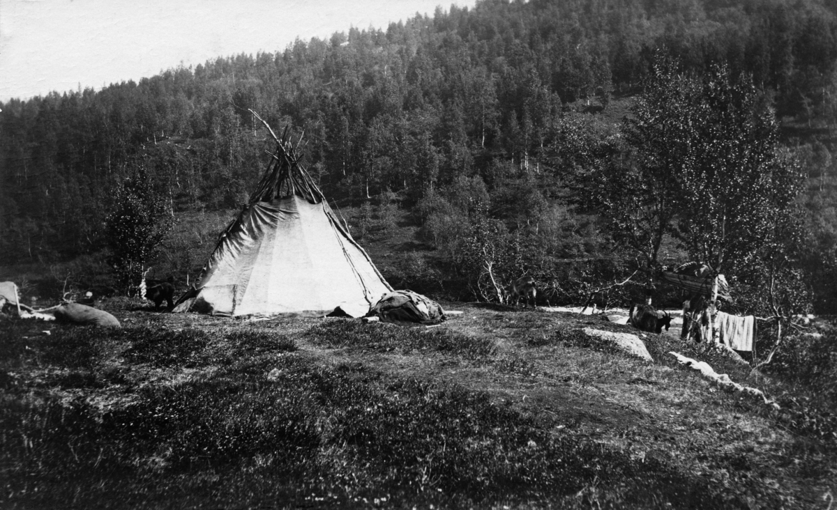 Samisk leirplass i Skøelvdalen i daværende Dyrøy herred, fotografert i 1909.  Sentralt i bildet ser vi et telt (lavvo), en lys lerretsduk som er trukket rundt et kjegleformet skjellett av bjørkestammer.  Den øverste delen av bærekonstruksjonen var ikke dekt av duken, for her var det røykavløp for ildstedet inne i teltet.  Til venstre i bildet ser vi en hund og et liggende reinsdyr, og til høyre, under et par bjørketrær skimtes silhuetten av ei geit.  I trærne over geitene hadde samene lagd en slags plattform med stabbursfunksjoner, såpass høyt over bakken at geita og andre firbeinte ikke fikk ta i de verdiene som lå der.  Vi skimter også en del skinn eller tekstiler som later til å være hengt til lufting eller tørking.  I bakgrunnen aner vi et vassdrag.  På motsatt side av dette ser vi ei li med bjørkeskog. 

Dette fotografiet ble tatt av skogforvalter Ivar Ruden, etter at han i 1909 fikk i oppdrag av skogdirektøren å kartlegge eventuelle skader de svenske reindriftssamene som oppholdt seg i Troms sommerstid påførte skogene i fylket.  Rudens beskrivelse av forholdene på denne lokaliteten er gjengitt under fanen «Opplysninger». 