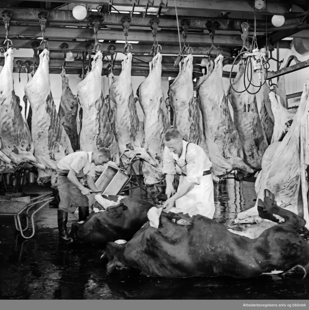 Fellesslakteriet: Kuer slaktes p.g.a. tørkesommeren. Juli 1959