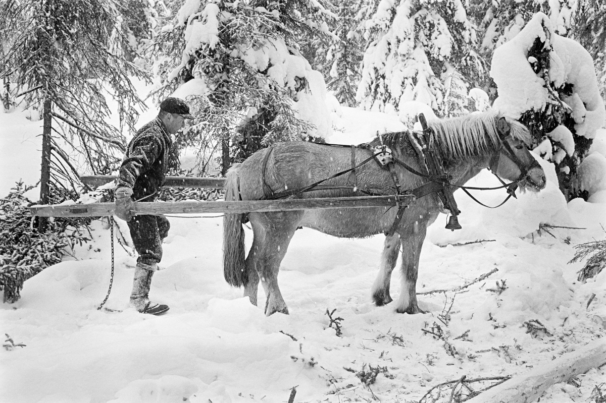 Skogsarbeideren og tømmerkjøreren Ole Rismyr (1931-1984) fra Slettås i Trysil, fotografert under lunning i Nordre Osen (Åmot kommune i Hedmark) i februar 1980.  Da dette fotografiet ble tatt hadde Rismyr kjørt hesten fram til noen barkete granstokker han skulle hente ved den snøpakkete lunnevegen.  Han måtte imidlertid snu for å komme i riktig posisjon for videre transport av tømmerstokkene.  Ettersom «lunnedraget» var et lett redskap, var dette en enkel sak.  Rismyr stilte seg inni draget og løftet den bakre delen mens han gikk i en halvsirkel bak hesten.  Lunnedraget var et enkelt trekkredskap som besto to skjæker som var forbundet med en humul (et kraftig tverrtre) i den bakre enden.  I denne humulen var det to gjennombrudte hull, og ved siden av disse satt det kloformete jernbeslag med spalter for kjettinglekker.  Trosselenkene ble altså tredd gjennom hull («øyer») i stokkendene og de nevnte hullene i humulen, og deretter festet i jernbeslagene.   Deretter kunne stokken slepes på den snøpakkete vegen.  Lunnedraget var et enkelt og billig redskap, men ettersom det slepte stokkene i sin fulle lengde langs marka ble det mye friksjon.  Deet kunne derfor bare lunnes noen få stokker av gangen.  Kjørekaren Ole Rismyr var kledd i mørke vadmelsklær.  Han hadde snøsokker på leggene og skyggelue på hodet.  

Fotografiet er tatt i forbindelse med opptakene til fjernsynsfilmen «Fra tømmerskog og ljorekoie», som ble vist på NRK 1. mai 1981.  Ettersom poenget med denne filmen var å synliggjøre strevet i tømmerskogen i den førmekaniserte driftsfasen, viser den driftsprosedyrer og redskap som bare noen få veteraner fortsatt brukte på opptakstidspunktet.