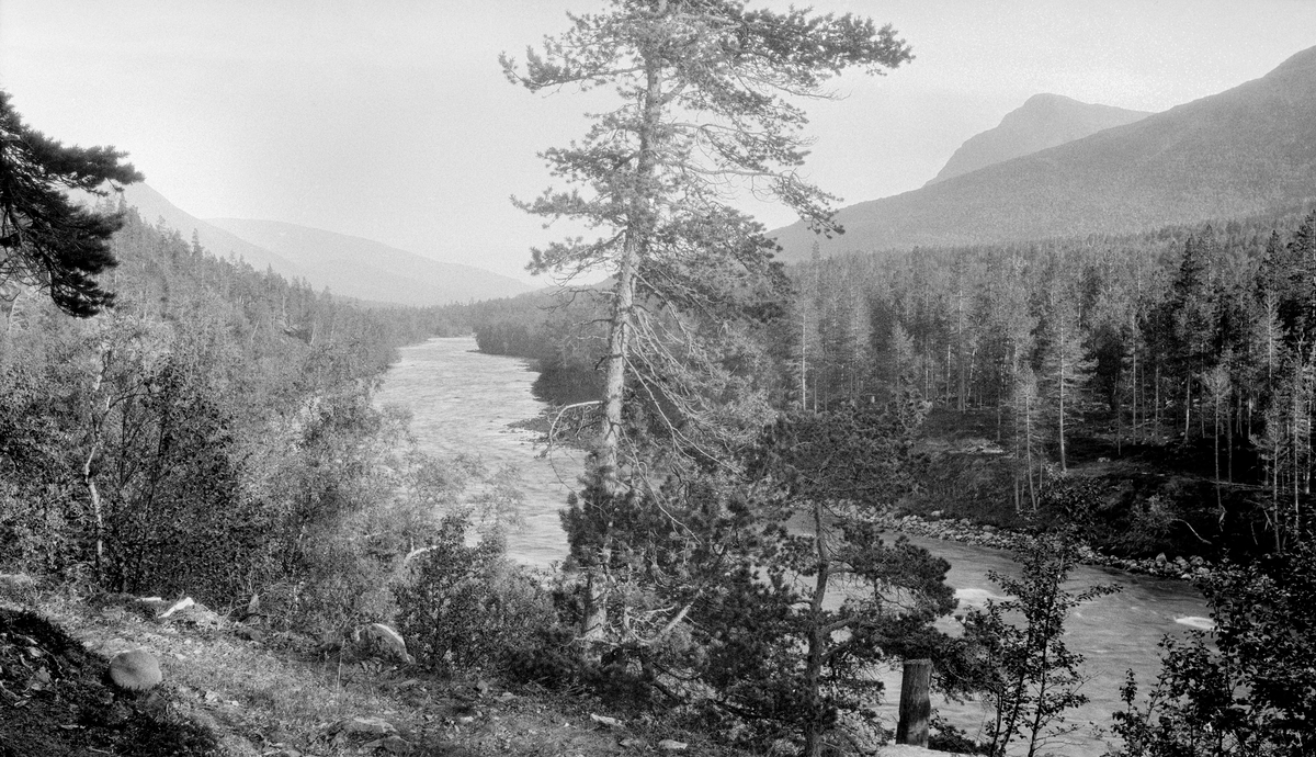 Dividalen og Fagerlidalen, Målselv, Troms 1931