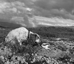 Fuglehund av rasen engelsk setter, fotografert med snuten ve