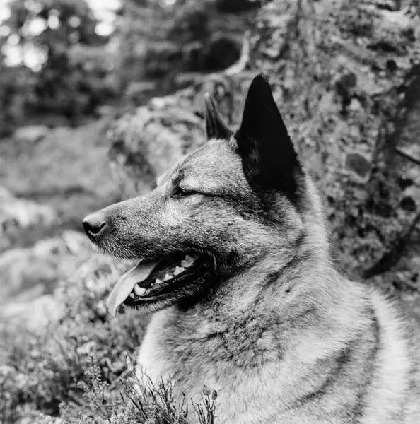 Elghund, I Litteraturen Ofte Kalt «norsk Elghund Grå». Dette Er En ...