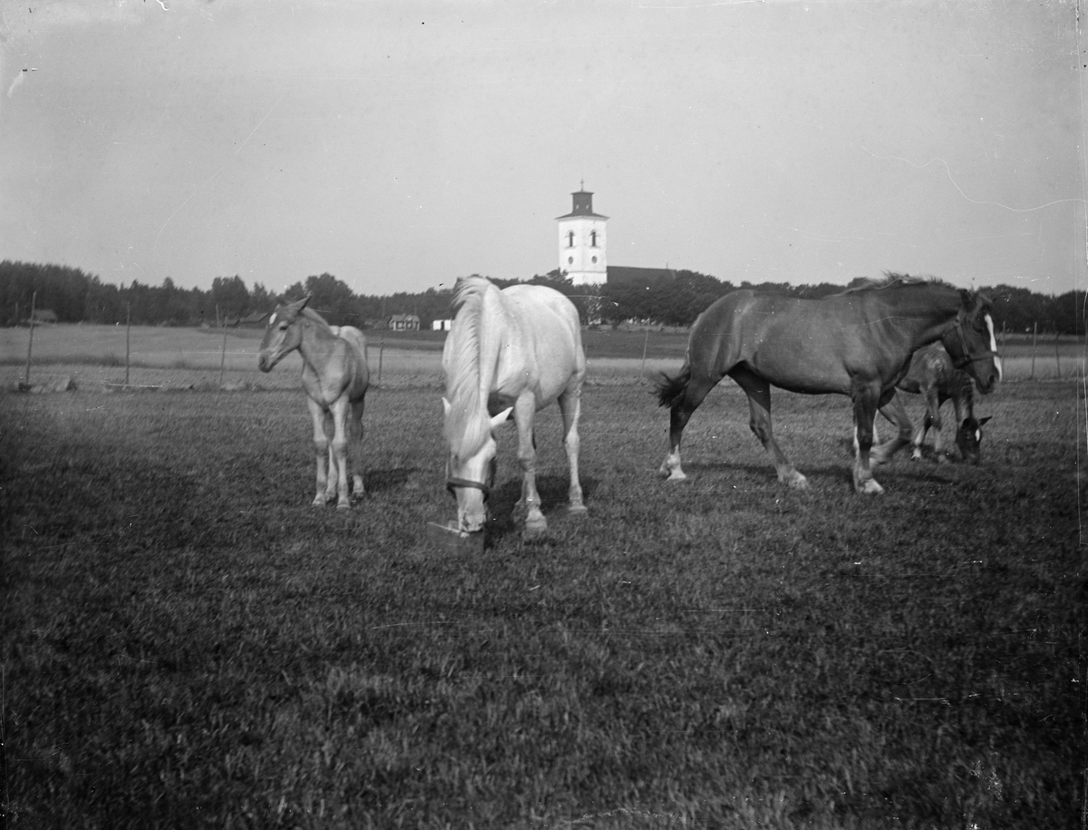 Betande hästar med Simtuna kyrka i bakgrunden, Uppland