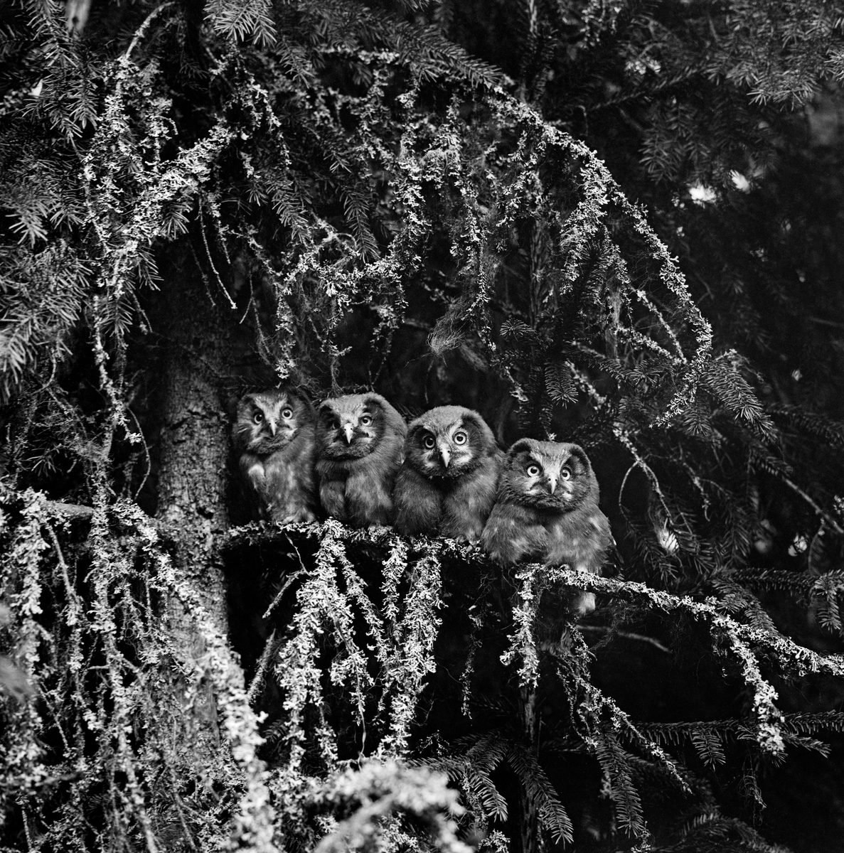 Fire perleugler (Aegolius funereus), fotografert sittende tett inntil hverandre på en lavbegrodd grankvist i Sørskogbygda i Elverum (Hedmark) i 1966. Denne arten hekker i de nordlige delene av Nord-Amerika og lengst nord i Europa, samt i Alpene og lengst nord i de asiatiske delene av Russland.  Den trives i nåleskogen i taigabeltet, gjerne i bartrebestand der det også vokser bjørk eller osp.  Perleugle er en av de vanligste ugleartene i Norge, der denne arten ofte hekker i trær med hull etter hakkespett eller svartspett.  Den lever av smågnagere og småfugl.  Hekkinga starter gjerne i april, og eggene legges med om lag to døgns mellomrom, vanligvis fra tre til sju stykker.  Rugetida er 27-28 dager.  Ungene blir flygedyktige etter cirka en måned på reiret.  Størrelsen på kullene varierer med tilgangen på smågnagere. Perleugle.