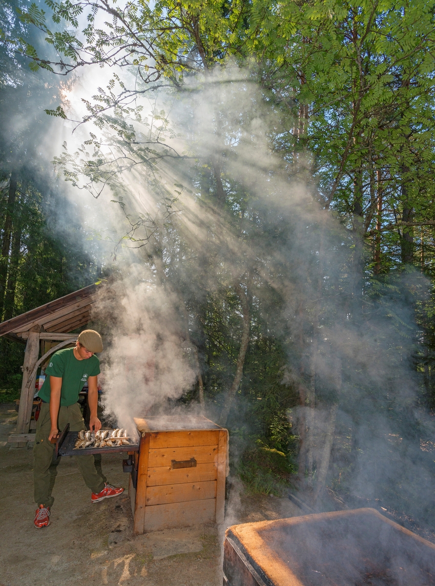 Håkon Grindal fra Elverum tilbereder varmrøykt røye under De nordiske jakt- og fiskedager på Norsk Skogmuseum i august 2014.  Da dette fotografiet ble tatt var Håkon i ferd med å trekke ut en av nettingskuffene i ei av de to røykekassene, for å se an om fisken var ferdigrøykt.  Røyken trenger for øvrig delvis gjennom striekledet som ble brukt som deksel over røykekassa og danner strimer i de solstrålene som trengte mellom bar og bladverk i skogen omkring fiskerøykingsanlegget.  Ledelsen ved det daværende Norsk Skogbruksmuseum fikk bygd fiskerøykingsanlegg i friluftsmuseet på Prestøya i begynnelsen av 1970-åra. Den gangen kunne man vise både kaldrøyking og varmrøyking, men det var den sistnevnte metoden som var raskest, og dermed best egnet for dette arrangementer på museet. Varmrøyking er en tilberedningsmåte for fisk på linje med koking og steking. Den forholdsvis svale og kortvarige røykinga har begrenset effekt, og varmrøykt fisk har følgelig ikke like lang holdbarhet som kaldrøykt. Nytilberedt varmrøykt fisk er imidlertid delikat og velsmakende. Varmrøykingsanlegg lages gjerne på en bakkekam, med en forholdsvis kort røykkanal fra et punkt nede i bakkeskråningen opp mot ei tønne eller kasse, der fisken henges eller legges, og hvor røyken samles. Ved Skogmuseets røykeanlegg på Prestøya er det et kasseformet røykkammer med skuffer eller brett med nettingbotn, som fisken legges på. Kassa dekkes med et strieklede. Etter innledende fyring med ved, som etterlater seg glør i den nedre delen av røykkanalen, fyres det blant annet med einerbar, som gir fin røyk. Temperaturen inne i røykekammeret bør være mellom 60 og 80 grader. Det tar fra 45 minutter til to timer å få fisken serveringsklar, avhengig av fiskens størrelse, fyringa og av hvilket smakspreg som ønskes. Under jakt- og fiskedagene serveres den varmrøykte fisken direkte fra røykeanlegget, med flatbrød, smør og gjerne lettøl til. På museet har kassa fisken røykes i litt spøkefullt vært kalt «Konrads kommode» etter museumsvaktmester Konrad Eggen, som gjennom mange år ledet fiskerøykinga når det var arrangementer på Prestøya.