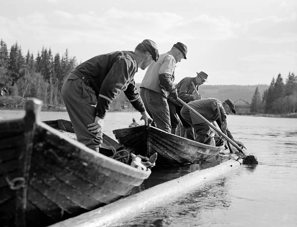 Lenselegging i Glomma like sør for Elverum prestegard, den såkalte Prestegardslensa, i begynnelsen av mai 1974.  Da dette bildet ble tatt trakk fløterlaget lensa på plass fra to båter.  I den nærmeste båten (til venstre) ser vi fløterbasen Johan Rasch.  I båten til høyre sto Torbjørn Otterstad, Frantz Otterstad (framoverbøyd) og Olav Strand.  Prestegardslensa var ei stryklense eller ledelense, som ble lagt noenlunde parallelt med strømretningen, slik at stokkene som kom flytende strøk langs lensa og ble ledet mot en del av elveleiet som var gunstig for videre fløting.  Den øvre enden av Prestegardslensa hadde, som navnet antyder, landfeste ved elvebredden like ved gardstunet på Prestegarden.  Den nedre enden av lensa ble festet i en steinblokk om lag midt i elveløpet et par hundrede meter nedenfor.  Etter å ha passert denne steinen gikk tømmeret, ved normal vannføring, videre mot Prestfossen på nordsida av Prestøya.  Det var et mål å unngå Klokkerfossen på østsida av øya, der det er både steinblokker og holmer i elvestrykene.  Satte tømmeret seg fast der, måtte fløterne arbeide hardt for å løsne det.  Ledelensene ble kjedet sammen med kjettingkoppel idet fløtingssesongen startet, som på dette fotografiet, og de ble tatt inn på land igjen og lagt til tørk med tanke på neste sesong når sluttrensken var gjort seinere på sommeren. Tømmerfløtere. Fløterlag.