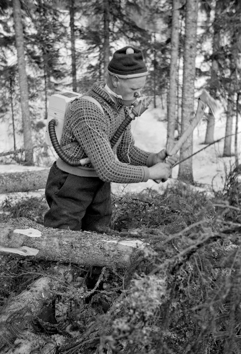 Skogsarbeider Gustav Tallakstad (1911-1982) fra Lardal i Vestfold, fotografert i arbeid i Treschow-Fritzøes skog på Akerholt i Lardal under den store hogstundersøkelsen i 1965.  Da dette fotografiet ble tatt kvistet Tallakstad ei gran ved hjelp av øks, påmontert arbeidsfysiologiske registreringsinnretninger.  Den nevnte hogstundersøkelsen ble først og fremst gjort for å kartlegge arbeidsprestasjoner ved avvirkning av gran og furu av ulike dimensjoner, i forskjellig terreng, under vekslende klimatiske forhold og med varierende bearbeiding av stokkene i skogen.  Hovedmålet var å definere normalprestasjoner knyttet til aktuelle driftsopplegg, som et faktagrunnlag for tarifforhandlingene i skogbruket.  Men forskerne viste også en viss interesse for den fysiologiske anstrengelesene som lå bak arbeidsprestasjonene.  Norsk Skog- og Landarbeiderforbund og Skogbrukets Arbeidsgiverforening hadde oppnevnt hver sin «typearbeider», som skulle delta i undersøkelsene på mange forsøksfelt rundt i landet.  Disse to karene var også «prøvekaniner» for registreringa av de arbeidsfysiologiske belastningene.  Påfølgende sommer ble hjertefrekvenser og oksygenopptak registrert hos 17 skogsarbeidere over 41 dagsverk.  Gustav Tallakstad var den mannen Skog og Land valgte som sin typearbeider.  Hjertefrekvensen under arbeidet ble registrert via elektroder som var festet mot huden under brystvortene.  Impulser fra elektrodene ble overført via radiosender til en forsterkerenhet som gjorde det mulig for observatører – «tidsstudiemenn» – å registrere frekvensene.  Mer synlig på fotografiet er utstyret som ble brukt til å registrere åndingsaktiviteten.  Det besto av et tørrgassur som ble båret på ryggen.  Denne enheten hadde slangeforbindelse til ei maske foran munnen.  I denne maska satt det en tovegs ventil med liten motstand.  Pusting gjennom nesa ble umuliggjort ved hjelp av ei neseklype.  Dette utstyret ble brukt i 8 til 12 minutters intervaller før man fikk prøver som var analyserbare.  Tallakstad arbeidet i klær som var typiske for skogsarbeidere av hans generasjon.  Han var kledd i vadmelsbukser og ullgenser («islender»).  På hodet bar han ei topplue av ull og på beina hadde han langskaftete gummistøvler der den øverste delen av støvleskaftene var noe nedbrettet.