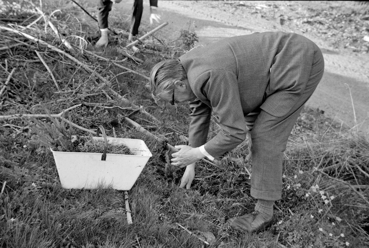 Skogdirektør Alf Langsæter (1897-1986) planter gran i Hurdal prestegardsskog, som fra 1959 ble stilt til disposjon for den driftstekniske avdelingen i Det norske Skogforsøksvesen som forsøksskog. Skogdirektøren var dresskledd.  Han sto bøyd med ei granplante i den ene handa mens han bearbeidet jorda der hvor planta skulle plasseres med den andre.  Framfor ham sto det ei plantekasse av kvit plast.  I den lå det barrotplanter med en fuktig mosedott over røttene.  Plantestedet ble kalt for «Direktørbestandet».  Bakgrunnen for dette var antakelig at Skogforsøksvesenets driftstekniske avdeling fant det opportunt å la prominente gjester få sette spor etter seg ved å plante trær i forsøksskogen.

Alf Erling Langsæter var sønn av gardbrukerne Anna Gudbrandsdatter og Hans Augustinussen på eiendommen Midtre Langsæter i Trøgstad i Østfold. Han avla en glimrende eksamen ved skogavdelingen på Norges landbrukshøgskole i 1919. Deretter fikk han en assistentstilling i Statens skogtaksasjon, hvor han også fikk anledning til å oppholde seg en del i Sverige for å studere nabolandets takseringsteknikk. På grunnlag av erfaringene derfra utarbeidet Langsæter et hogstklassesystem som kom til å få gjennomgripende betydning for analyser og forvaltningsprosedyrer i norske skoger.  I 1925 ble Langsæter ansatt i Det norske Skogforsøksvesen med tittelen skogforsøksleder. I denne stillingen fikk han anledning til å arbeide med forskning, som gjorde det mulig for ham å ta den landbruksvitenskapelige doktorgrad i 1933. Temaet for avhandlingsarbeidet var linjetaksering i granskog.  Her viste Langsæter fremragende ferdigheter i matematikk og statistikk.  Slike kunnskaper var også viktige i hans samarbeid med Erling Eide om produksjonstabeller for norsk granskog. Langsæter var også pådriveren for å få innført et hogstklasseinndelingssystem etter svensk forbilde i norsk skotaksasjon. De fem, hogstklassene  - nummerert fra foryngelsesfasen mot avvirkningsmodenhetsfasen - var i utgangspunktet orientert mot behandlinga skog i ulike vekstfaser trengte, noe som syntes å være ei fruktbar tilnærming i ei næring der myndighetene gjerne ville legge produksjonen i retning av monokulturer i ensaldrete bestand.  Systemet ble brukt av Landsskogtakseringen i perioden 1937-1957, og er seinere videreutviklet. Langsæter arbeidet også med tynningsproblematikk. I 1942 ble Langsæter engasjert for å holde økonomiforelesninger for skogbruksstudentene ved Norges Landbrukshøgskole.  Fem år seinere fikk han professortittel.  I 1949 ble Langsæter utnevnt til skogdirektør, det høyeste embetet i den norske skogadministrasjonen. Han overtok denne posisjonen i ei tid da skogbruksnæringa, som var svært sentral i norsk økonomi, var inne i ei rivende utvikling, både organisatorisk og teknologisk forstand. Med sine gode analytiske evner og sin velfunderte, rolige argumentasjon var han en aktør man lyttet til, både i Landbruksdepartemenet og Finansdepartementet. Langsæter satt i skogdirktørembetet til han nådde pensjonsalderen i 1967. Etter den tid levde han mer tilbaketrukket på familieeiendommen i Trøgstad inntil han døde, 89 år gammel.