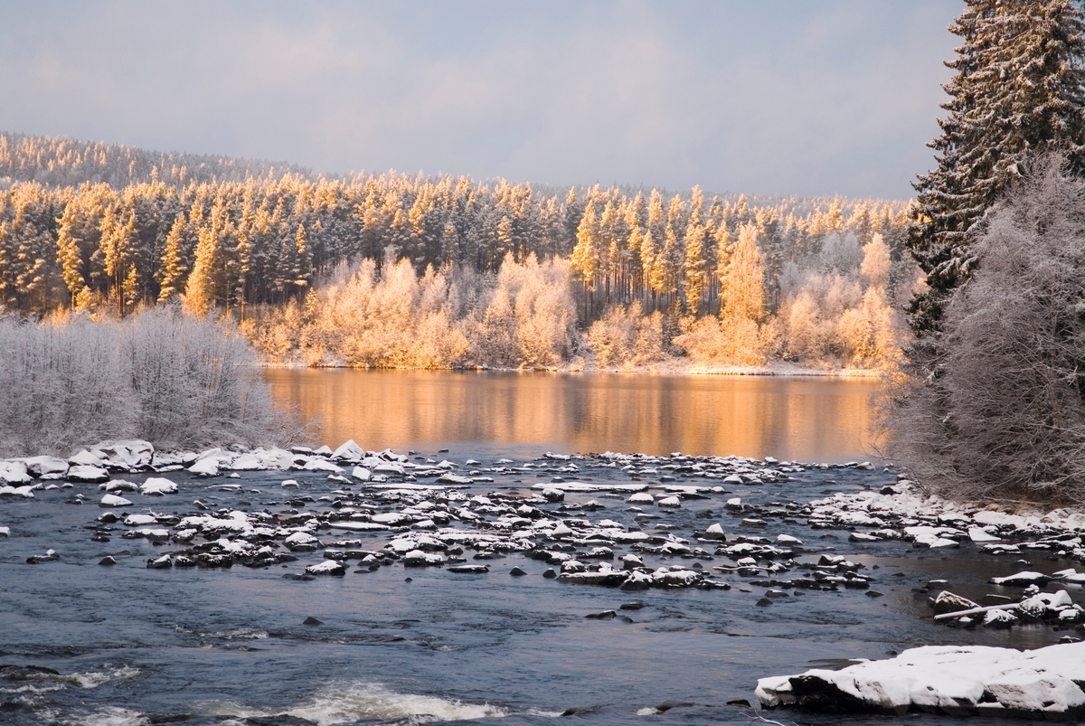 Vinterstemning ved Glomma i Elverum, antakelig i 1990-åra.  Fotografiet er tatt ved Klokkerfossen, på østsida av Prestøya, der Norsk Skogmuseum har størstedelen av sin friluftssamling.  Det var lav vannføring i elva, og det lå snø på en del steiner som stakk opp over vannskorpa.  Skogen var belagt med kvitt rim, som fikk et litt rosa skjær i den lave vintersola.