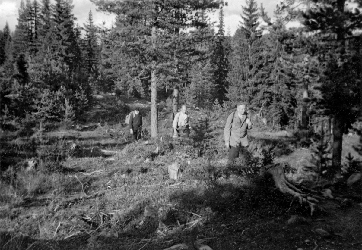 Fra bærtur i den delen av Eidsvoll kommune som kalles Gullverket tidlig i 1950-åra.  Bildet er tatt på en lysning i en fleraldret skog med gran som hovedtreslag, men også med en del furutrær.  Bærsankerne som vandret mot fotografen var Knut Øsmundset (1891-1977), Rolf Klemmetsby (1917-1997) og Christian Klemmetsby (1887-1966).  Førstnevnte bodde på Eidsvoll, og var kjent i skogene på Gullverket.  Klemmetsby-karene var fra Tønsberg.