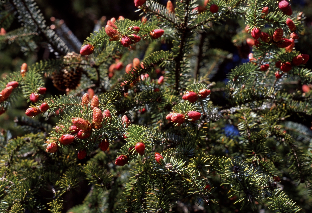 Blomstrende sitkagran (Picea siotchensis).  Bildet viser ei grein med sitkagranas blankgrønne bar og med brunlige hunnblomster på greinspissene.  Sitkagrana har sitt naturlige utbredelsesområde på den nordamerikanske vestkysten, fra det nordlige California (cirka 39. breddegrad) til Alaska (cirka 61. breddegrad).  I sitt hjemland blir sitkagrana 40-60 meter høy, av og til enda høyere.  Her til lands blir den ikke like stor, men den har vist en fantastisk evne til å greie seg i kystklima med fuktig luft og mye vind,  Veksten er best på djup, næringsrik jord med frisk råme, men den greier seg i dårligere jordsmonn også.  Siitkagrana å blomstre og sette frøbærende kongler når trærne er om lag 40 år gamle.   I Norge trives dette treslaget i kystsonen fra Agder til Troms, også på lokaliteter der andre bartrearter lett bukker under.  Totalt er det tilplantet et areal på om lag 500 000 dekar med sitkagran i Norge.  I norsk miljøpolitikk ønsker man å begrense forekomsten av arter man har begynt å importere i nyere tid, og spesielt slike som synes å ha en sterk påvirkningskraft på de økologiske miljøene de vokser i.  Sitkagrana er en slik art, den vokser godt i miløjøer som for andre treslag har dårlige vekstvilkår, den er skyggekastende og fortrenger dermed lyselskende vekster og den har lett frø og stor spredningsevne.  På den annen side gir sitkagrana som regel rettvokst virke som egner seg godt for trelastproduksjon, og den har en sjelden evne til å binde karbondioksid, slik at den virker stabiliserende på klimaet.  På grunn av negative ekkter på naturmangfoldet har sitkagrana vært gjenstand for flere kampanjer.  I 2012 kom det en forskrift om bruk av utenlandske treslag hvor det blant annet heter at den som vil plante slike trær vil måtte søke Direktoratet for naturforvaltning om løyve.  I praksis er det svært få som gjør dette.
