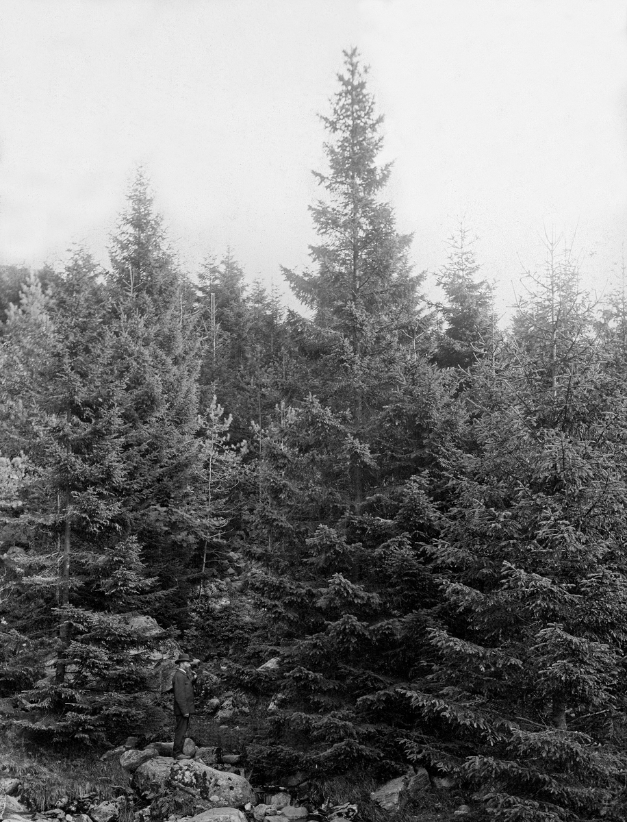 Skog med gran (Picea abies) ved Mulelva i Bergen kommune.  Dette elvedraget renner fra Nedrediket, nord for Fløyfjellet mot utløpet i sjøen i bydelen Sandviken.  Fotografiet skal være tatt cirka 90 meter over havet, i et område der det ble plantet nåleskog i 1880.  Bildet skal være tatt 29 år seinere.  Det viser at trærne hadde hatt noe varierende høydevekst, men om vi bruker den dresskledde mannen med hatt som sto på en steinblokk i forgrunnen som målestokk, er det lett å konstatere at grana vokste godt i dette miljøet.

«Bergenske Skov- og Træplantningsselskab» ble stiftet i 1868 forsyne «de nu nøgne Fjeldsider i Bergens Omegn med Skov».  Arbeidet startet på den sida av fjellet Løvstakken som vendte mot byen, der treplantingsselskapet rett og slett kjøpte plantemark, men også organiserte planting på privat grunn.  Seinere fortsatte man på Fløyen og de andre bergensfjellene.  Planteprosjektene ble dels finansiert gjennom kontingenten bergensborgerskapet betalte for å være medlemmer av treplantingsselskapet, dels ved bidrag fra lokale fond og også med offentlige bidrag.  Statens skogfunksjonærer på Vestlandet administrerte virksomheten.  Forstmester Andreas Tandberg Gløersen (1836-1904) og skogplanter Martin Adolf Grude (1841-1918) mente at det kunne vokse bartrær i jordsmonnet, som besto av sand og grus.  Elever fra landbruksskolen på Stend bidro i plantearbeidet.  Det ble først plantet norsk gran (den gang kalt Abies excelsa), norsk og østerriksk furu (Pinus silvestris og Pinus austriaca, Høss.), og lerk (Larix euopea).  Det ble også plantet noe canadisk kvitgran (den gang kalt Abies alba, Lawson), som hadde greid seg godt i danske og nordtyske hedeplantinger, og ble ansett for å være et godt lovende treslag i kystegnene.  Importfrø av sistnevnte treslag var imidlertid kostbart, noe som nok begrenset bruken.  Lerketrærne skjøt raskt i været, men skrantet etter hvert.  Skogfunksjonærene antok at dette skyldtes jordsmonn og klima, og bruken av dette treslaget ble trappet ned.  Furua greide seg derimot bra, og gran vokste fantastisk.  Alt i slutten av 1870-åra kunne man konstatere at «tidligere udførte Træplantninger i Løvstakkens Skraaning trives ogsaa godt og begynde nu at blive iøinefaldende fra Byen af.»