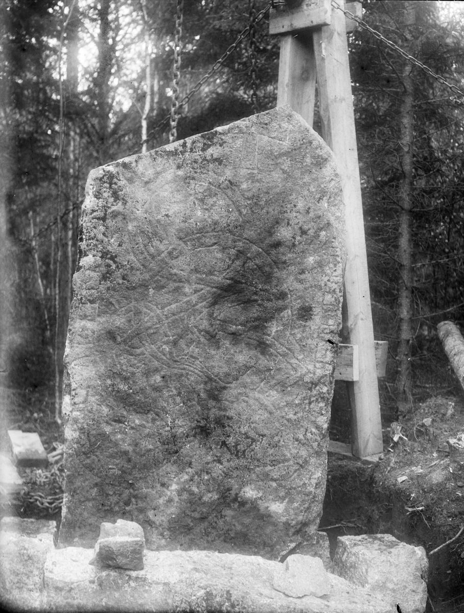 Resning av runstenen vid  Buska, Bengtsbo, Altuna socken, Uppland 1924