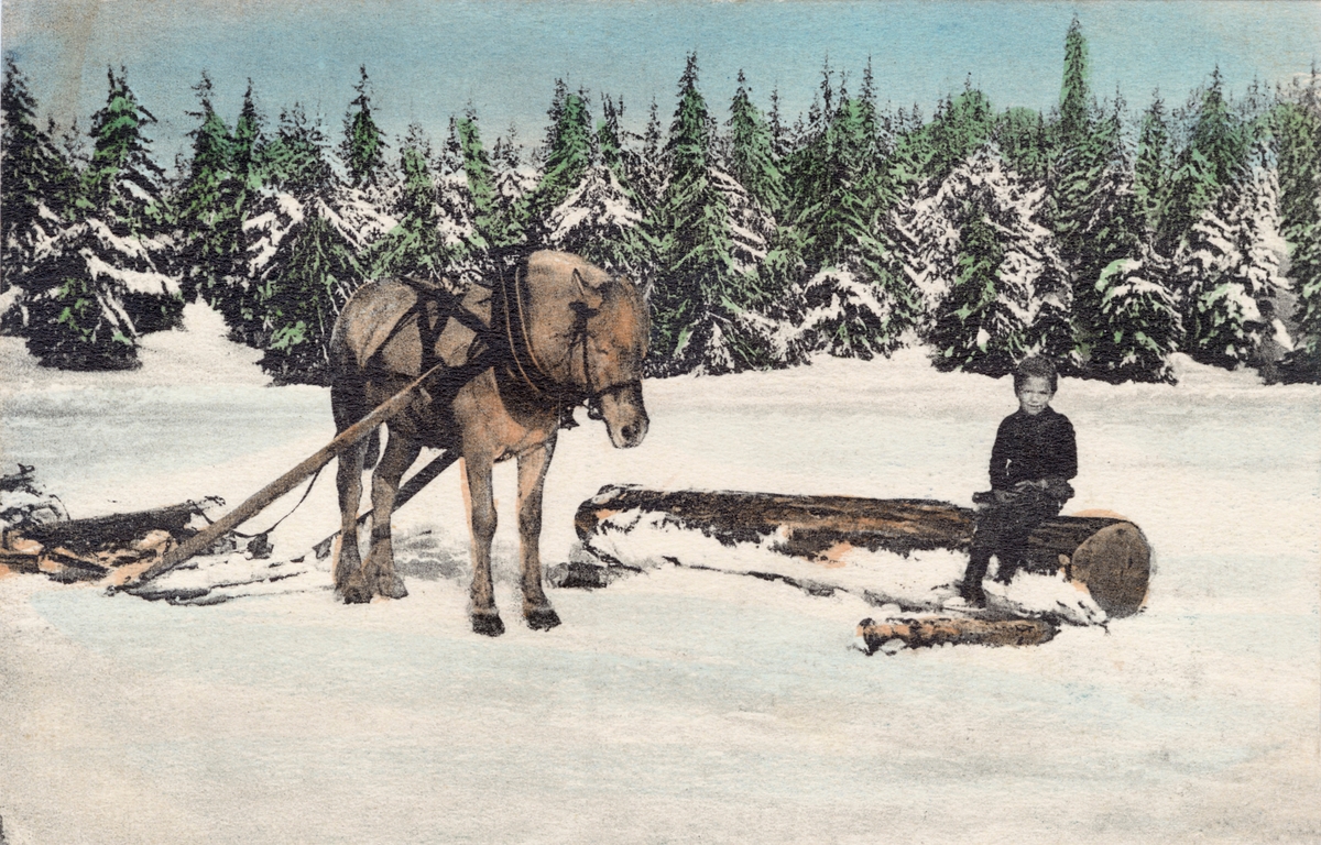 Tømmerkjøring på snødekt mark.  Dette er et lett kolorert postkortmotiv som skal være fra cirka 1912.  Bildet er tatt på ei åpen, snødekt flate, sannsynligvis et islagt vann.  Til høyre i bildet satt en liten gutt på en grov, barket furustokk som var lagt på den snødekte flata med underliggende tverrstokker, etter å ha blitt kjørt dit fra et hogstfelt i området.  Ved siden av stokken stod en hest, en fjording med arbeidsele.  Den var forspent en slededoning som var bare ser framparten av, men det later til å ha vært en tømmerrustning («bukk og geit»).  Bakenfor ser en lav åskam med granskog som ennå ikke hadde nådd hogstmoden alder.