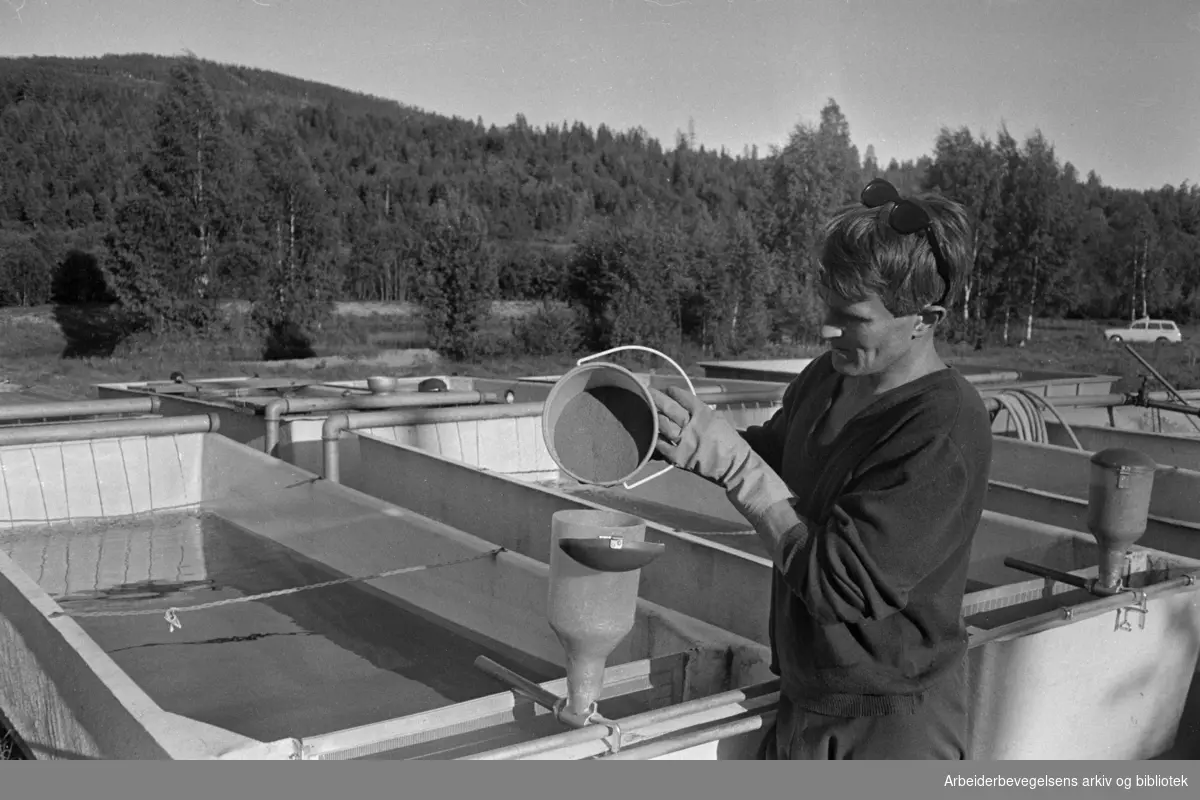 Bogstad. Utklekningsanlegget til Oslomarkas Fiskeadministrasjon. En av automat-traktene fylles med fingrandulert tørrfor. Juni 1968