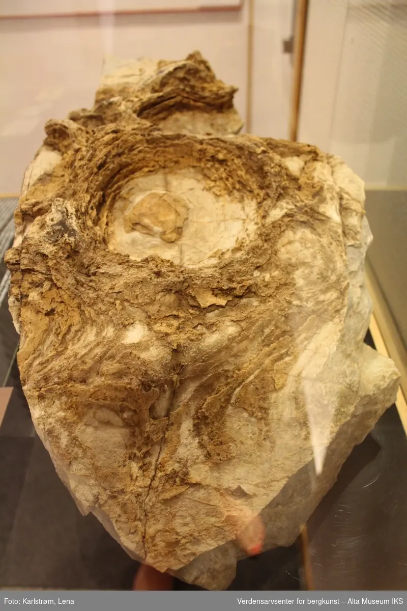 Form: Utsprengt, blokk m/runde forsenkede formasjoner

Fossil av blågrønne alger (stromatolitter)
prøve av fossil bergart

 Ca. 20 x 40 x 30 cm / Vekt ca. 25 kg