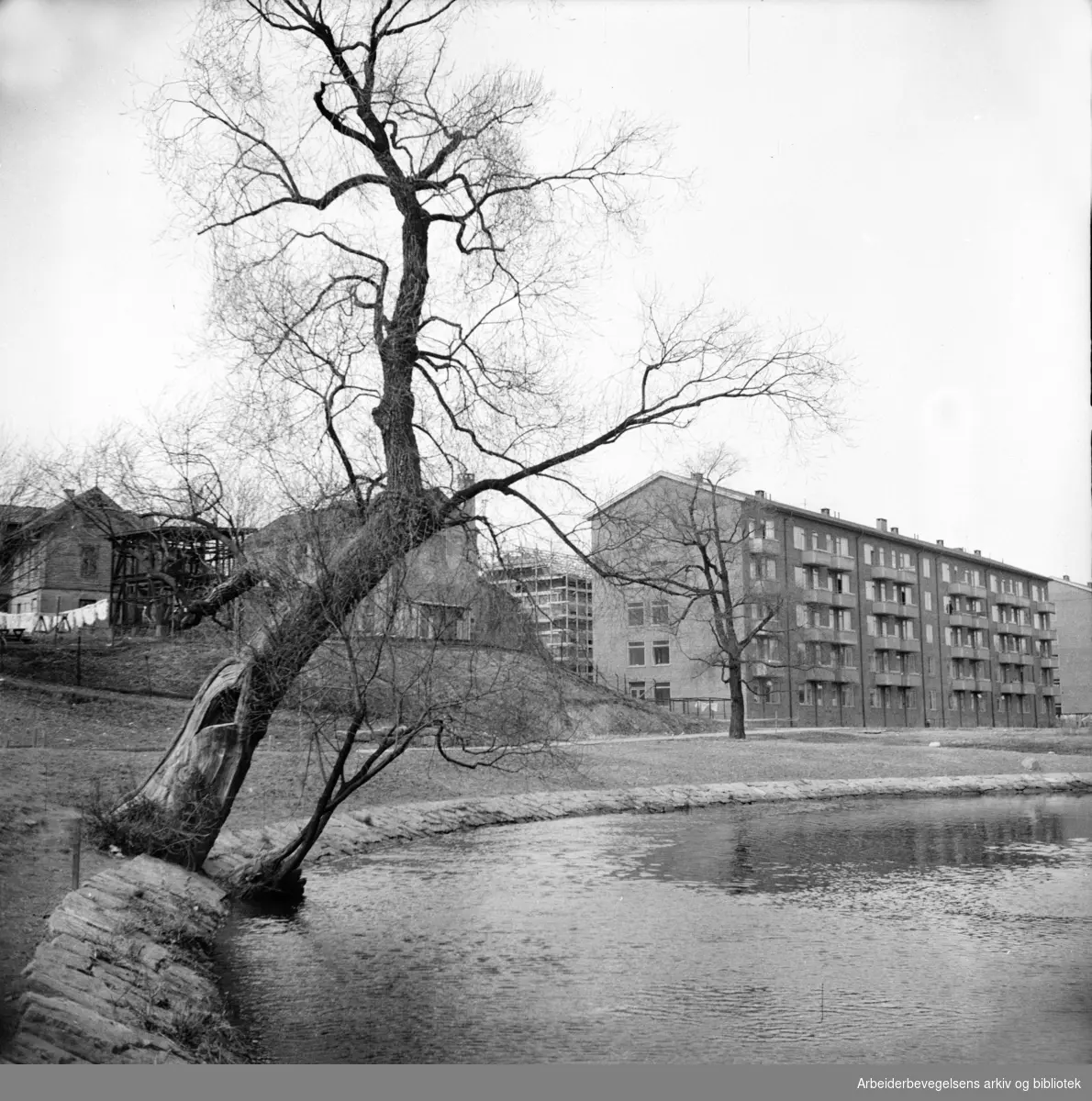 Akerselva ovenfor Treschows bru. Til høyre i bildet: Maridalsveien 207-209 - hus for alderstrygdede. April 1952.