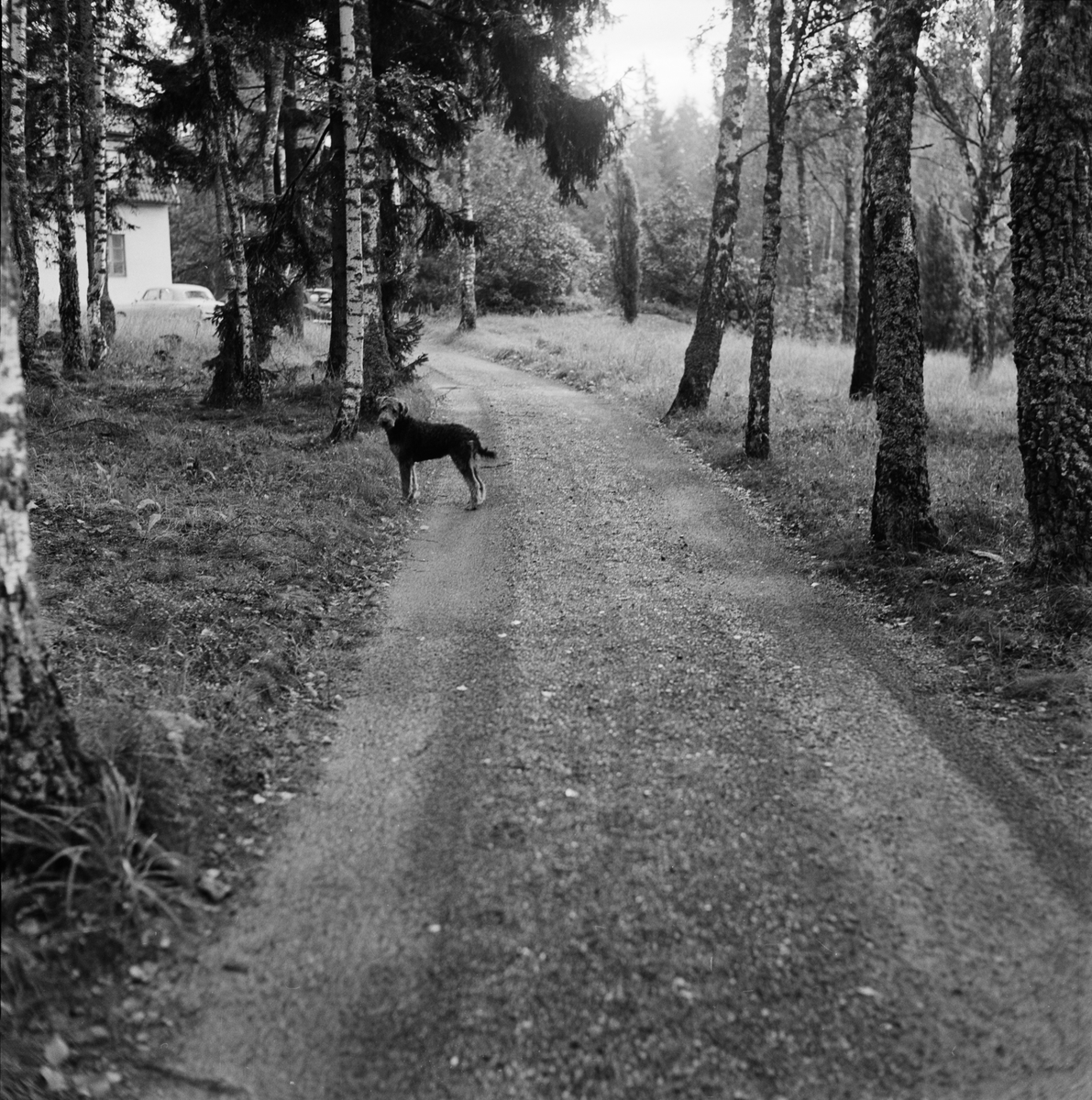 "Classes hund Lissi", Uppsala 1960
