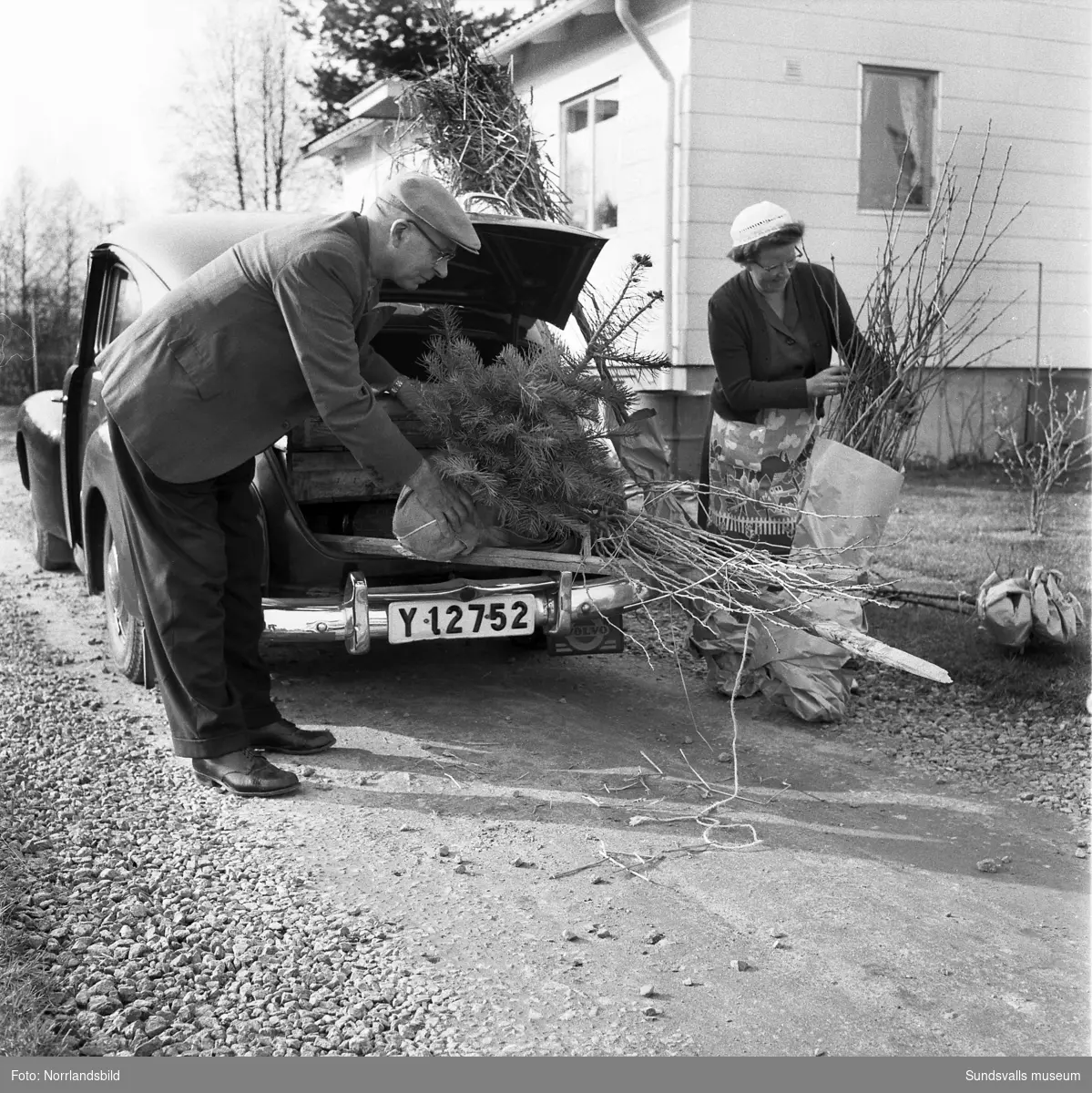 Timrå Trädgårdsodlarförening planterar buskar och träd på en villatomt i Solbacka, Fagervik.