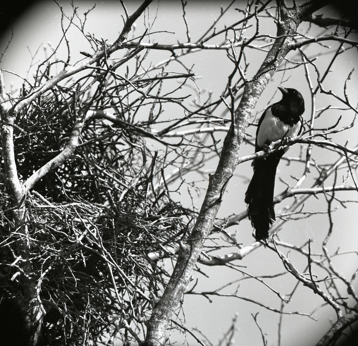 Skata vid sitt bo i ett träd 15 maj 1958.
