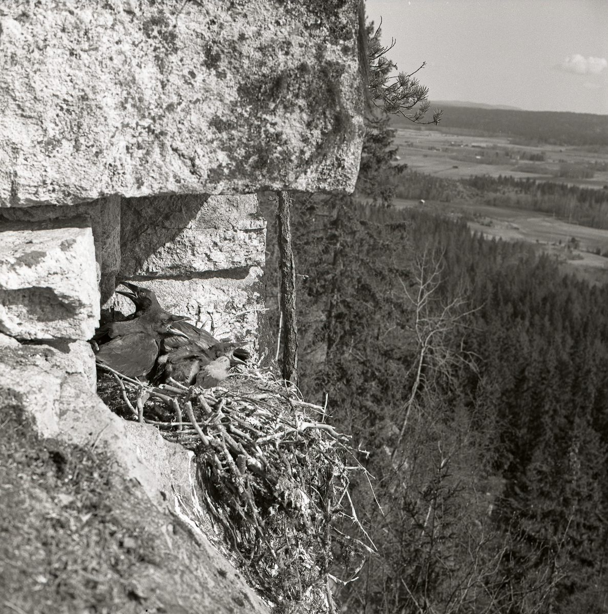 Korp sitter i fågelbo med ungar.  Det ligger på en klippa med vy över landskap med skog, maj 1962.