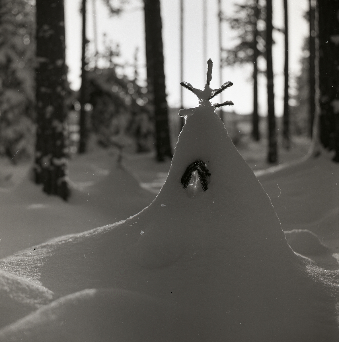 Granbuske gömd i snö, Heden december 1959.