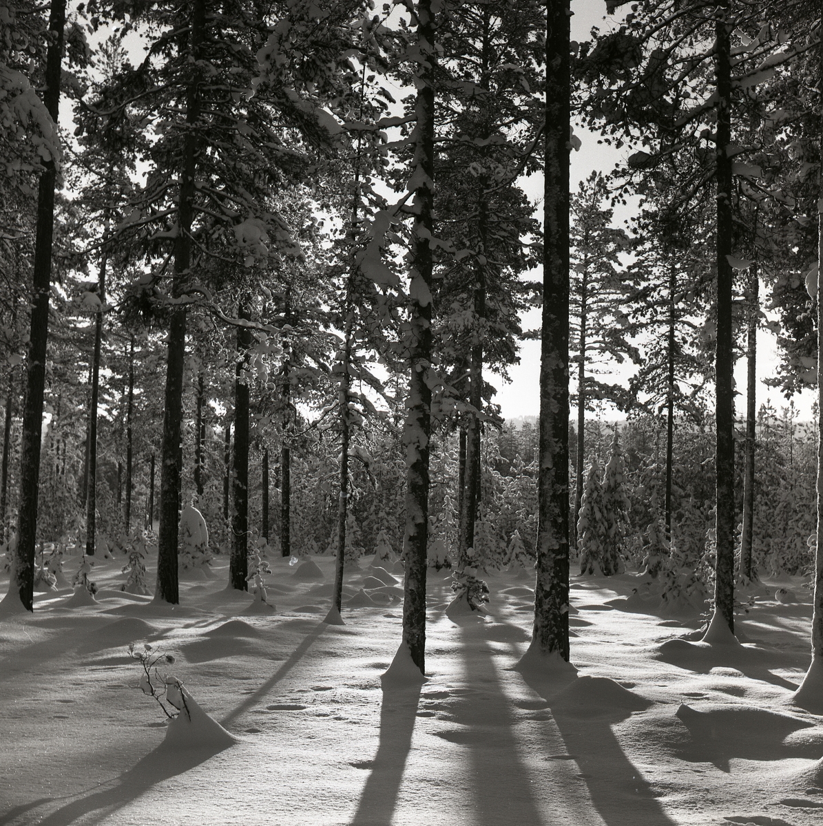 Snötäckt skog med granbuskar, 13-14 december 1959.