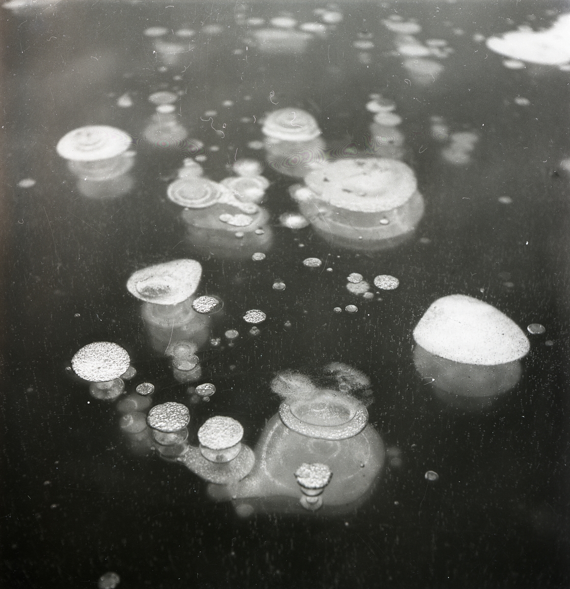 Luftbubblor stiger mot ytan genom ett istäcke, 1951.