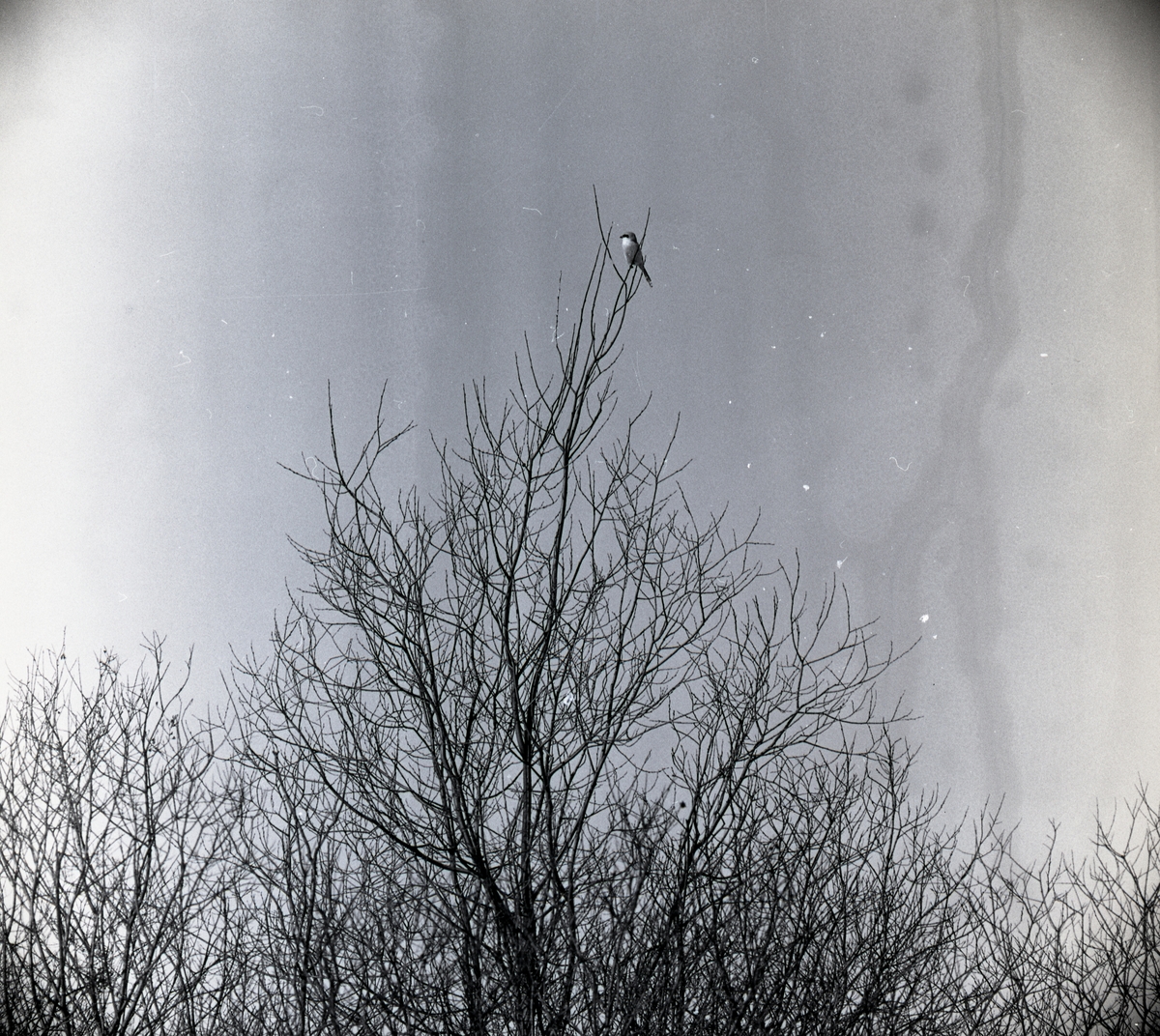En varfågel sitter högst upp i en trädtopp vid Glösbo under våren 1962.