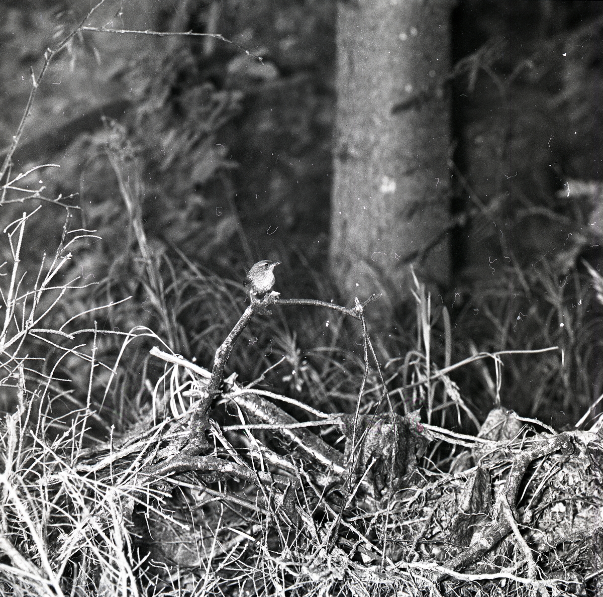 En svartmesunge bland grenar och kvistar i Älvkarhed, augusti 1960.