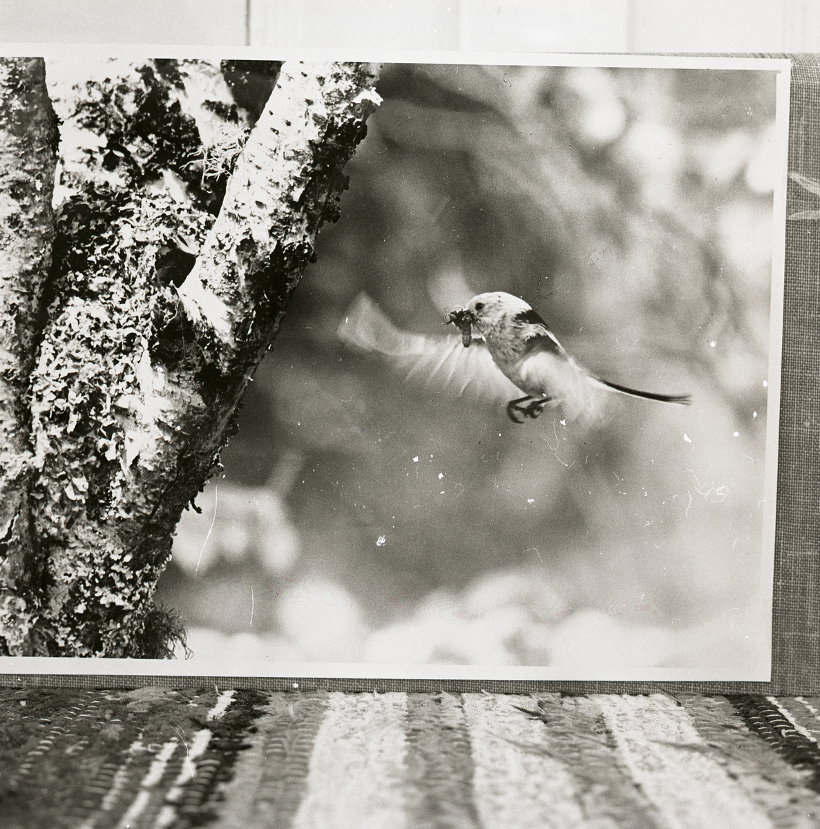 En flygande stjärtmes med byte i näbben intill ett träd.