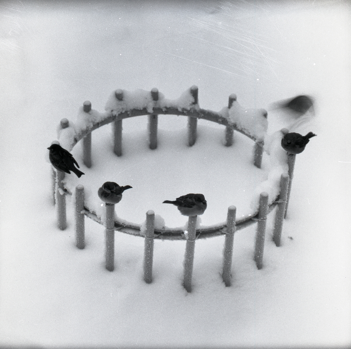 Några gråsparvar sitter på pinnar som sticker upp ur snön i Murjek den 24 november 1959.