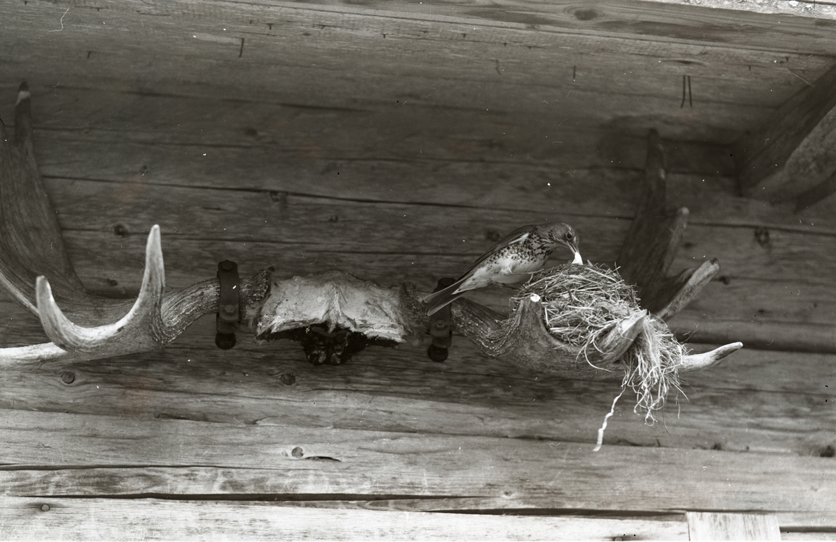 En björktrast har byggt sitt bo i älghorn upphängda på en vägg, i Sunnanhed 1955.